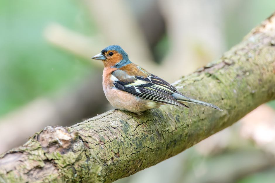Chaffinch